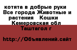 котята в добрые руки - Все города Животные и растения » Кошки   . Кемеровская обл.,Таштагол г.